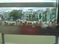 今日も朝から曇り空、、、町たんけんに行きたいよ