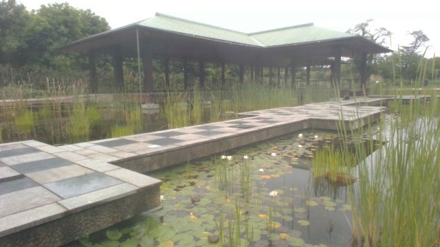 蓮の花　カエルもいます