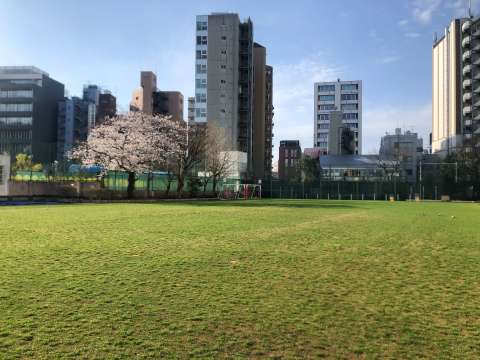 校庭桜.jpg